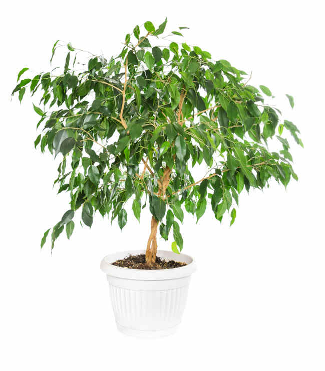 Plante en pot de Ficus benjamina et flacon vaporisateur vert sur