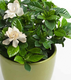 gardenia entretien