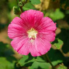 Hibiscus