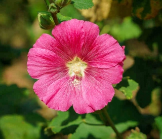 Hibiscus entretien