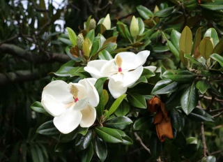 magnolia grandiflora entretien