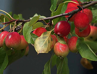 pommier_apple-tree