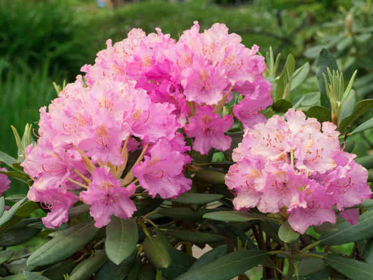 Blooms N Spades May 2013