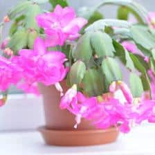 schlumbergera