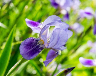 iris plantation