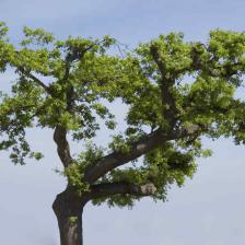 chêne liège quercus suber