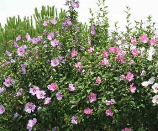 hibiscus syriacus