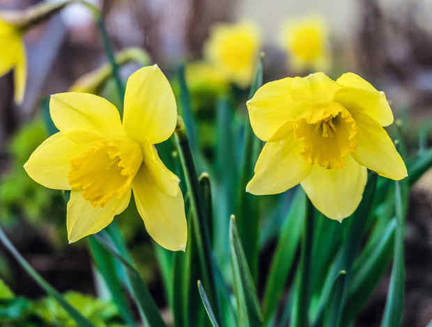 Jonquille Plantation Et Entretien Des Fleurs De Saison