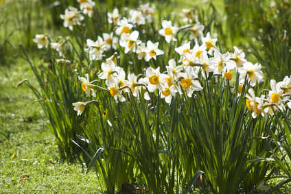 Jonquille Plantation Et Entretien Des Fleurs De Saison