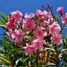 laurier rose