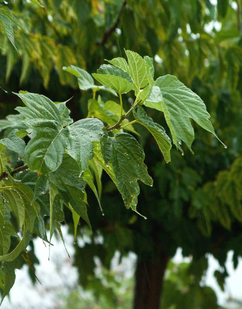 Types Of Mulberry Tree Leaves