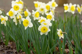 Narcisse : plantation et entretien pour une belle floraison