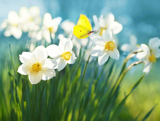 Narcisse : plantation et conseils d&#39;entretien des fleurs