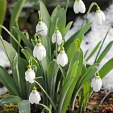 perce neige