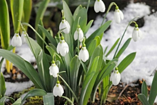 Entretien du perce neige