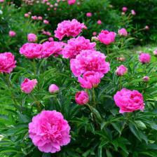 pivoine