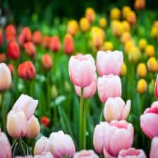 tulipe