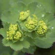 alchemille