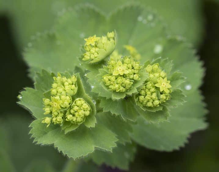 Alchémille : comment la planter et l'entretenir ?