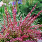 berberis-thunbergii - Créer une haie d’arbustes persistants
