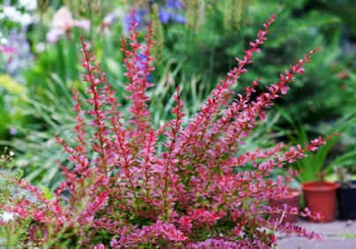 berberis thunbergii