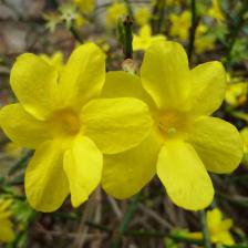 jasmin hiver