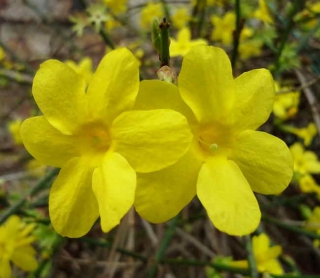 jasmin hiver plantation