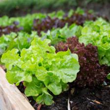 Lettuce, tips on growing it