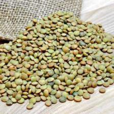 lentille