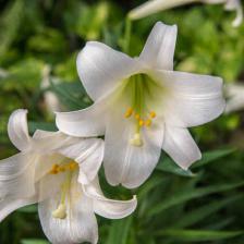 lys