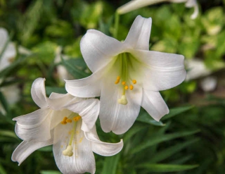 Lys, lis : plantation et conseils d'entretien des fleurs