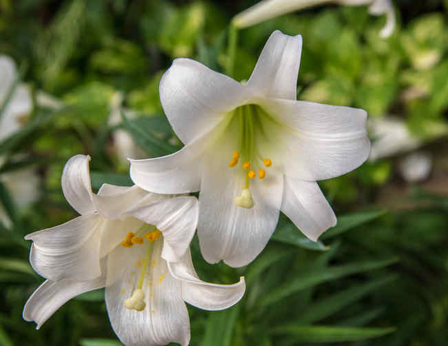 Pourquoi la fleur de lys est l'emblème du Québec? - Blogue de GUEPE