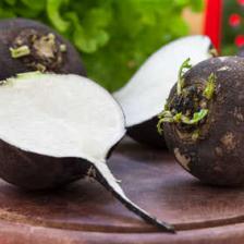Black radish, the winter radish