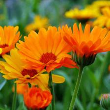 souci calendula