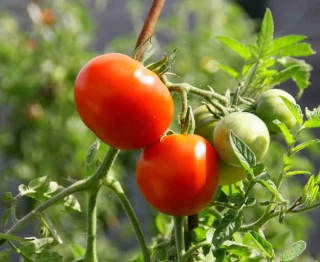 tomate entretien