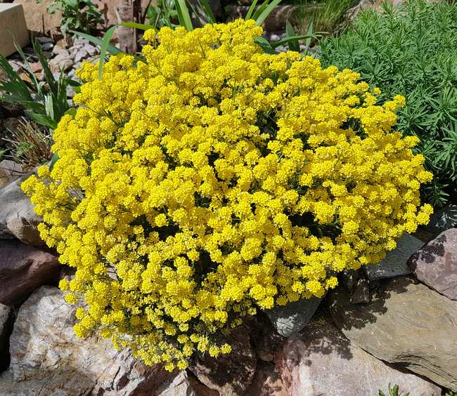 Alyssum saxatile