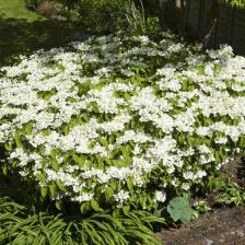 Viburnum plicatum mariesii