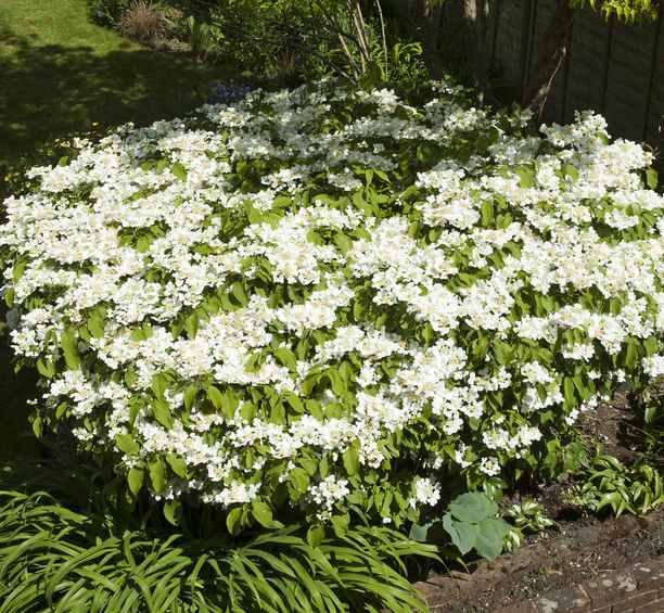 Viburnum plicatum mariesii