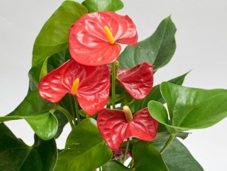 anthurium rempotage