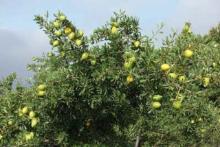 argan plante arbre