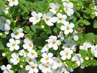 Bacopa plantation et semis