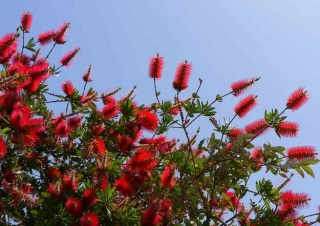 Callistemon plantation