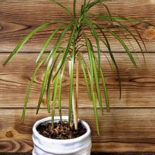 dracaena