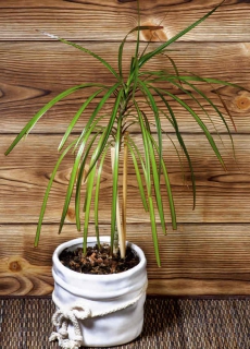 dracaena arrosage