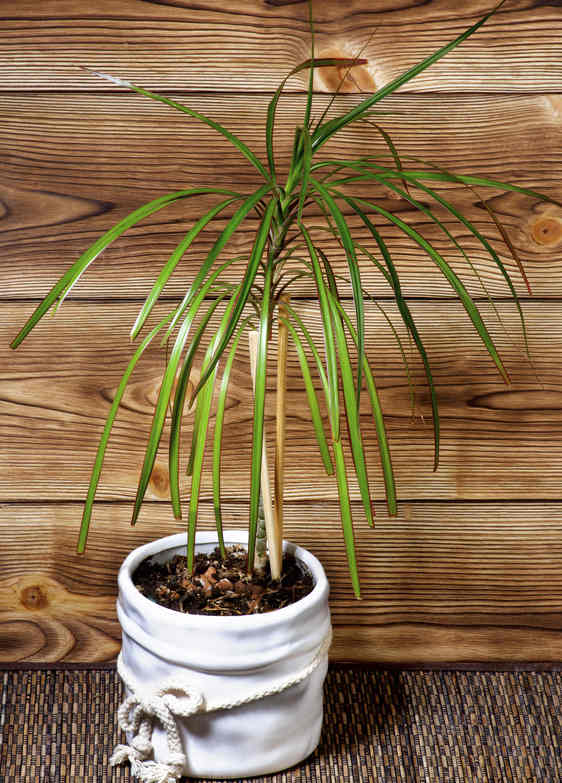 Dracaena : Plante d'intérieur à croissance lente et facile à