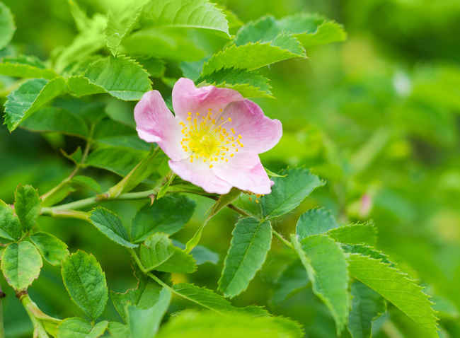 Eglantier : plantation, taille, floraison et conseils du0027entretien