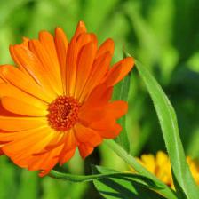 fleur utile potager