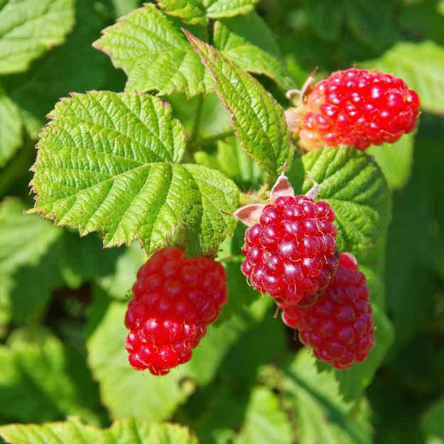 Framboisier : Plantation, taille et conseils d'entretien