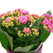 kalanchoe