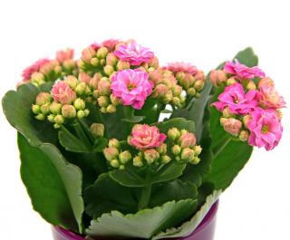 kalanchoe